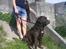 Labrador retriever Albert - NYT! fordi du og mor elsker hinanden :´) 