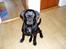 Labrador retriever Nando R.I.P - Nando 5 mdr... Stor dejlig og fræk dreng...