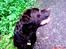 Labrador retriever Albert