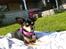Chihuahua Maya