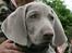 Weimaraner Hot Shoot´s Lotto (Anden) HD-A
