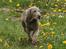 Weimaraner Hot Shoot´s Lotto (Anden) HD-A