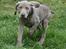 Weimaraner Hot Shoot´s Lotto (Anden) HD-A