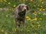 Weimaraner Hot Shoot´s Lotto (Anden) HD-A