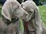 Weimaraner Hot Shoot´s Lotto (Anden) HD-A
