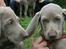 Weimaraner Hot Shoot´s Lotto (Anden) HD-A