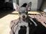 Chihuahua Luna