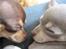 Chihuahua Luna - Sisters forever <3