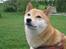 Shiba Shinju