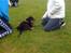 Rottweiler Simba R.I.P