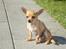 Chihuahua Hugo