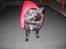 Schipperke Sylvester