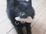 Schipperke Sylvester