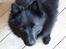 Schipperke Sylvester