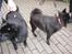 Schipperke Sylvester - Sylle sammen med sin mor, men jeg gider hende ikke mere.
