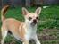 Chihuahua Bailey - Skippergårdens Fister - 02/05-10