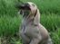 Weimaraner Hot Shoot´s Lotto (Anden) HD-A - GOT YAARH!