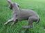 Weimaraner Hot Shoot´s Lotto (Anden) HD-A