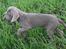 Weimaraner Hot Shoot´s Lotto (Anden) HD-A - 11 uger - har allerede taget stand flere gange :o)
