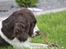Engelsk springer spaniel Athene F.T.