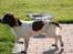 Engelsk springer spaniel Athene F.T.