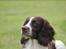 Engelsk springer spaniel Athene F.T.