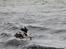 Engelsk springer spaniel Athene F.T.