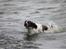 Engelsk springer spaniel Athene F.T.
