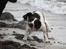 Engelsk springer spaniel Athene F.T.