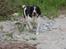 Engelsk springer spaniel Athene F.T.