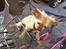 Chihuahua Hans SOLGT