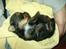 Yorkshire terrier Messi