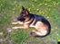 Schæferhund Anton (Almebo´s Obelix)
