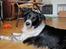 Blanding af racer Border Collie Milo - Hejsa, jeg hedder Milo, rigtig hjertelig velkommen til min profil :) Jeg tager gerne imod kommentarer, vuirderinger og udfordringer :) Så hold jer endelig ikke tilbage !
