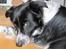 Blanding af racer Border Collie Milo - Ihhh altså mor, gå nu væk med det kamera, jeg bliver helt genert nu ..