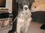 Blanding af racer Border Collie Milo - Hej Mor.. jeg har været ude ved Buller og lege :D Det var så sjovt, se lige hvor beskidt jeg er blevet..
