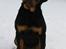 Rottweiler Kean of Nicolas Lion