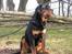 Rottweiler Kean of Nicolas Lion