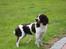 Engelsk springer spaniel Athene F.T.