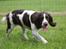 Engelsk springer spaniel Athene F.T.