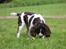 Engelsk springer spaniel Athene F.T.