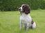 Engelsk springer spaniel Athene F.T.