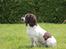 Engelsk springer spaniel Athene F.T.