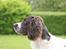 Engelsk springer spaniel Athene F.T.