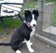 Border collie Bailey 
