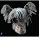 Chinese crested hårløs Barbacoma Ondeggiando Sol