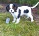 Cavalier king charles spaniel Naya