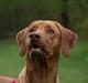 Rhodesian ridgeback Kinyemi Luka F'lora