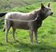 Australsk kelpie keep on moving R.i.p