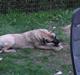 Dogo canario Becco